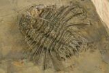 Odontopleurid (Ceratocephala?) Trilobite - Very Rare! #334840-1